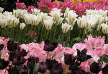 La cura dei tulipani 1632 0 la_cura_dei_tulipani