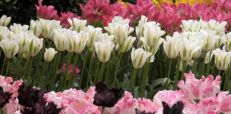 La cura dei tulipani 1632 0 la_cura_dei_tulipani