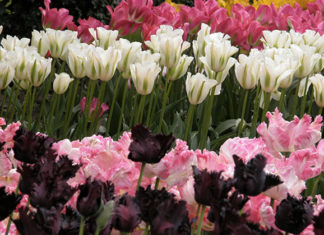 La cura dei tulipani 1632 0 la_cura_dei_tulipani