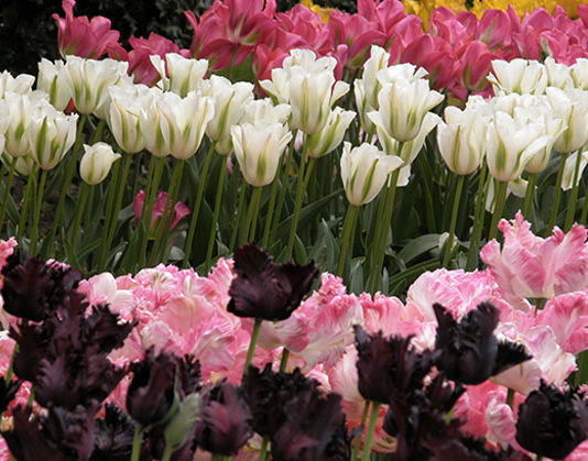 La cura dei tulipani 1632 0 la_cura_dei_tulipani