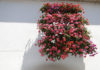 Come fare per avere un balcone fiorito 1633 0 come_fare_per_avere_un_balcone_fiorito