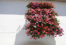 Come fare per avere un balcone fiorito 1633 0 come_fare_per_avere_un_balcone_fiorito