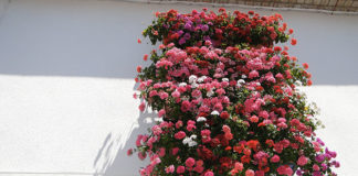 Come fare per avere un balcone fiorito 1633 0 come_fare_per_avere_un_balcone_fiorito