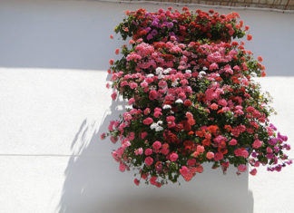 Come fare per avere un balcone fiorito 1633 0 come_fare_per_avere_un_balcone_fiorito