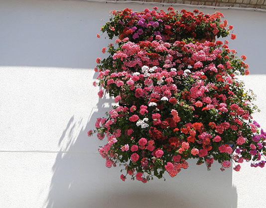 Come fare per avere un balcone fiorito 1633 0 come_fare_per_avere_un_balcone_fiorito