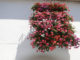 Come fare per avere un balcone fiorito 1633 0 come_fare_per_avere_un_balcone_fiorito