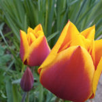 Le varietà del tulipano 1636 0 le_varieta_del_tulipano