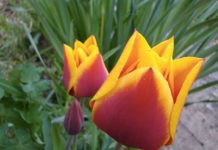 Le varietà del tulipano 1636 0 le_varieta_del_tulipano