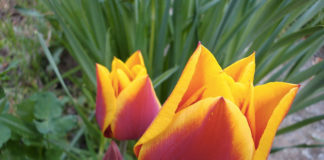 Le varietà del tulipano 1636 0 le_varieta_del_tulipano