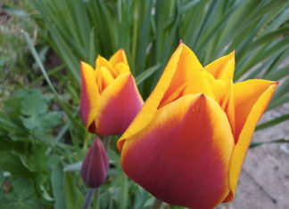 Le varietà del tulipano 1636 0 le_varieta_del_tulipano