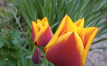 Le varietà del tulipano 1636 0 le_varieta_del_tulipano