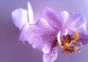 Coltivare l’Orchidea Phalaenopsis 1637 0 l_orchidea