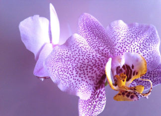 Coltivare l’Orchidea Phalaenopsis 1637 0 l_orchidea