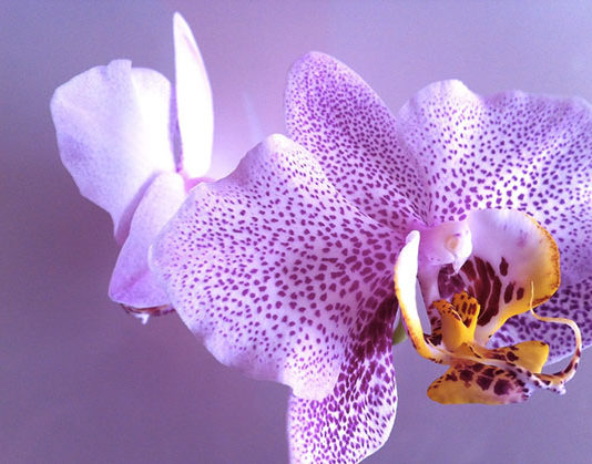 Coltivare l’Orchidea Phalaenopsis 1637 0 l_orchidea