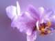 Coltivare l’Orchidea Phalaenopsis 1637 0 l_orchidea