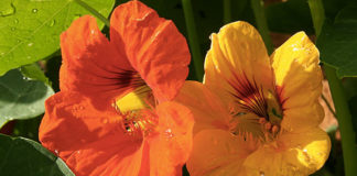 Il nasturzio 1638 0 nasturzio