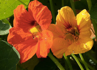 Il nasturzio 1638 0 nasturzio