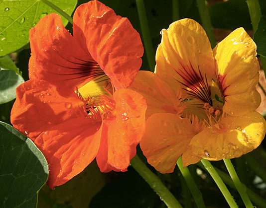 Il nasturzio 1638 0 nasturzio