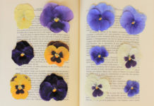 Fiori adatti da essiccare 1639 0 fiori adatti da seccare_ok