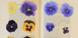 Fiori adatti da essiccare 1639 0 fiori adatti da seccare_ok