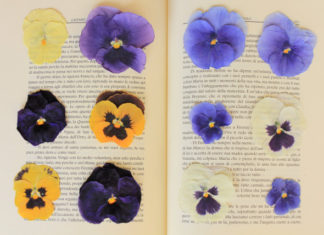 Fiori adatti da essiccare 1639 0 fiori adatti da seccare_ok