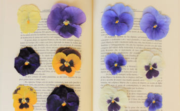 Fiori adatti da essiccare 1639 0 fiori adatti da seccare_ok