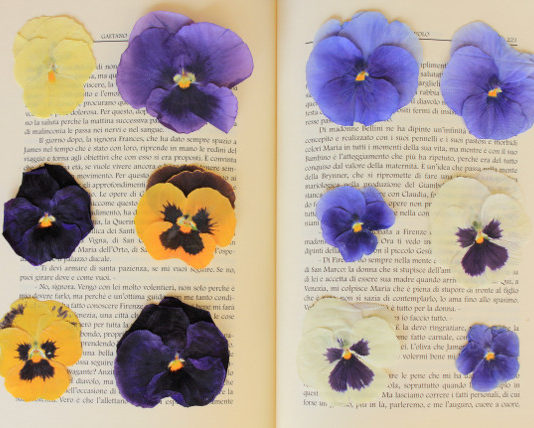 Fiori adatti da essiccare 1639 0 fiori adatti da seccare_ok