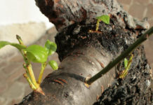 L’innesto 1646 0 l_innesto_ok