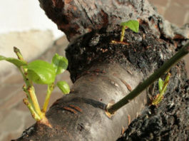 L’innesto 1646 0 l_innesto_ok