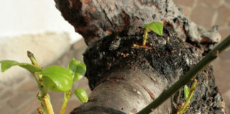 L’innesto 1646 0 l_innesto_ok