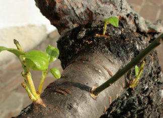 L’innesto 1646 0 l_innesto_ok