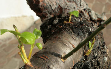 L’innesto 1646 0 l_innesto_ok