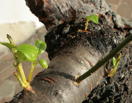 L’innesto 1646 0 l_innesto_ok