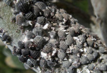 La cocciniglia 1649 0 la_cocciniglia