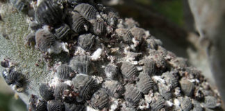 La cocciniglia 1649 0 la_cocciniglia