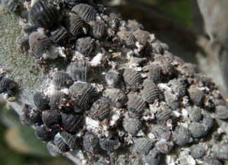 La cocciniglia 1649 0 la_cocciniglia