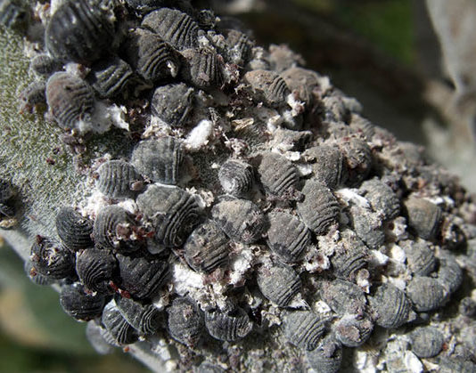 La cocciniglia 1649 0 la_cocciniglia