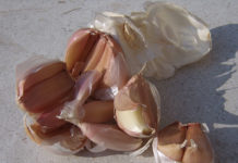 I parassiti dell’orto biologico 1654 0 i_parassiti_dell_orto_biologico