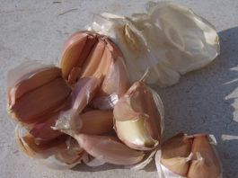 I parassiti dell’orto biologico 1654 0 i_parassiti_dell_orto_biologico