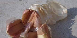 I parassiti dell’orto biologico 1654 0 i_parassiti_dell_orto_biologico