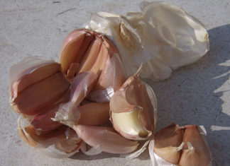 I parassiti dell’orto biologico 1654 0 i_parassiti_dell_orto_biologico