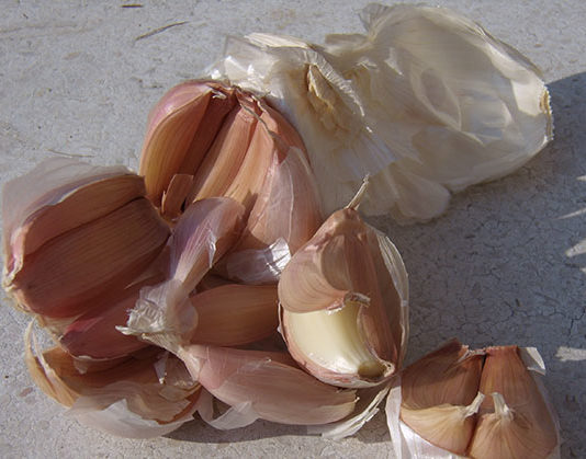 I parassiti dell’orto biologico 1654 0 i_parassiti_dell_orto_biologico