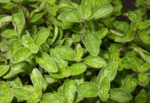 Coltivare l’origano sul proprio balcone 1655 0 l_origano