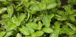 Coltivare l’origano sul proprio balcone 1655 0 l_origano