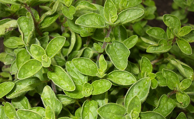 Coltivare l’origano sul proprio balcone 1655 0 l_origano