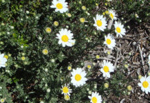 La camomilla 1657 0 la_camomilla