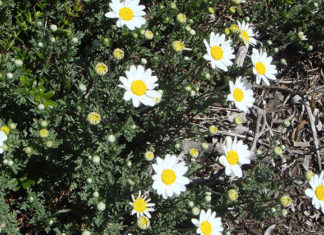 La camomilla 1657 0 la_camomilla