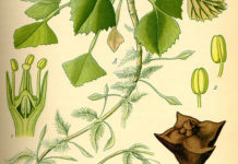 La castagna d’acqua 1658 0 la_castagna_d_acqua