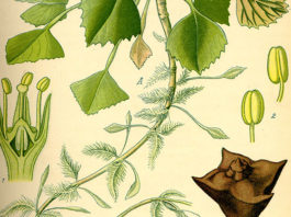 La castagna d’acqua 1658 0 la_castagna_d_acqua