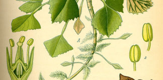 La castagna d’acqua 1658 0 la_castagna_d_acqua